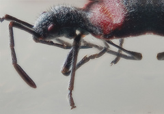 Stenomacra marginella