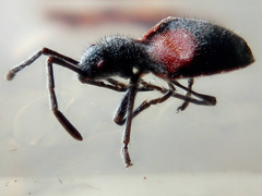 Stenomacra marginella