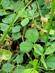 Medicago lupulina