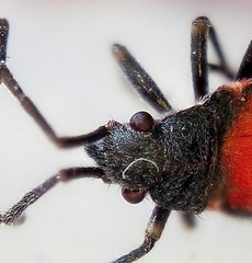 Stenomacra marginella