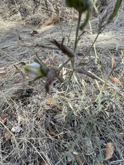 Cordylanthus pilosus