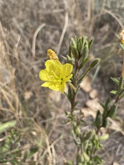 Oenothera villosa
