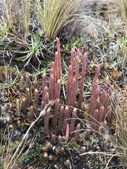 Lycopodiaceae