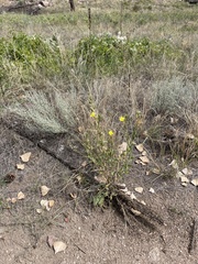 Oenothera villosa