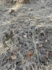 Cordylanthus pilosus