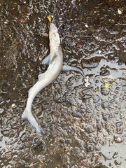 Scoliodon laticaudus
