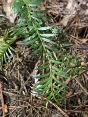 Prumnopitys ferruginea