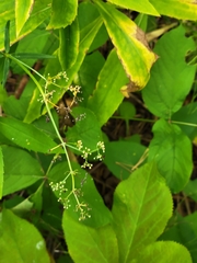 Cryptotaenia canadensis