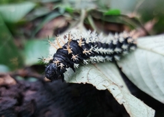 Leucanella
