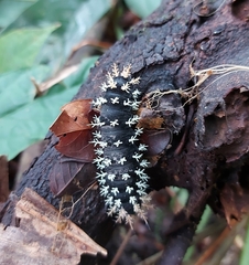 Leucanella