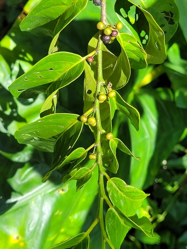 Flueggea flexuosa
