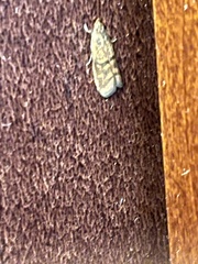 Plodia interpunctella