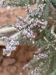 Reaumuria songarica