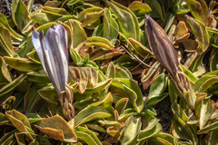 Gentiana newberryi tiogana