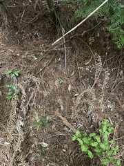 Prumnopitys ferruginea