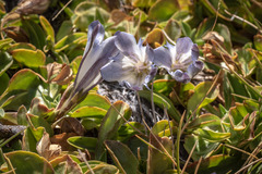 Gentiana newberryi tiogana
