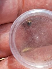 Apolinus lividigaster