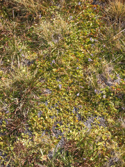 Gentiana newberryi tiogana
