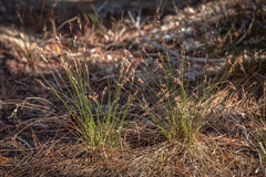 Juncus parryi