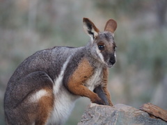 Petrogale xanthopus