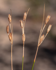 Juncus parryi