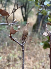Heteroecus pacificus