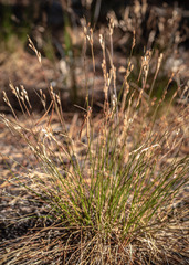 Juncus parryi