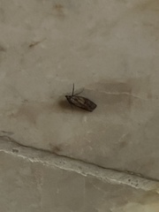 Plodia interpunctella