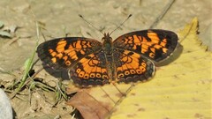 Phyciodes tharos