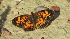 Phyciodes tharos