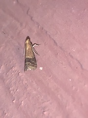 Eulogia ochrifrontella