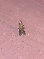 Eulogia ochrifrontella