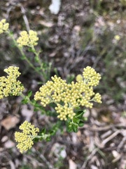 Ozothamnus obcordatus