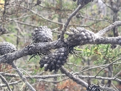 Pinus contorta bolanderi