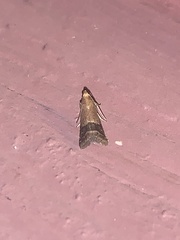 Eulogia ochrifrontella