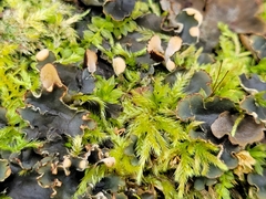 Peltigera canina
