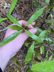 Beilschmiedia tawa