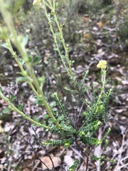 Ozothamnus obcordatus