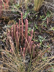 Lycopodiaceae