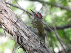 Colaptes rubiginosus