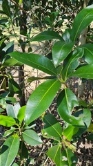 Ficus benjamina