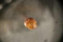 Cribraria minutissima