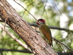 Colaptes rubiginosus