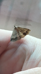 Tetanolita palligera