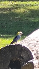 Platycercus adscitus