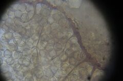 Cribraria minutissima