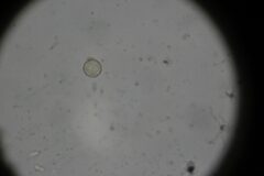 Cribraria minutissima