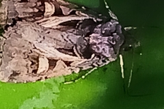 Feltia herilis