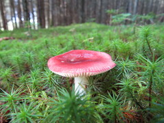 Russula emetica