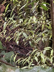 Beilschmiedia tawa